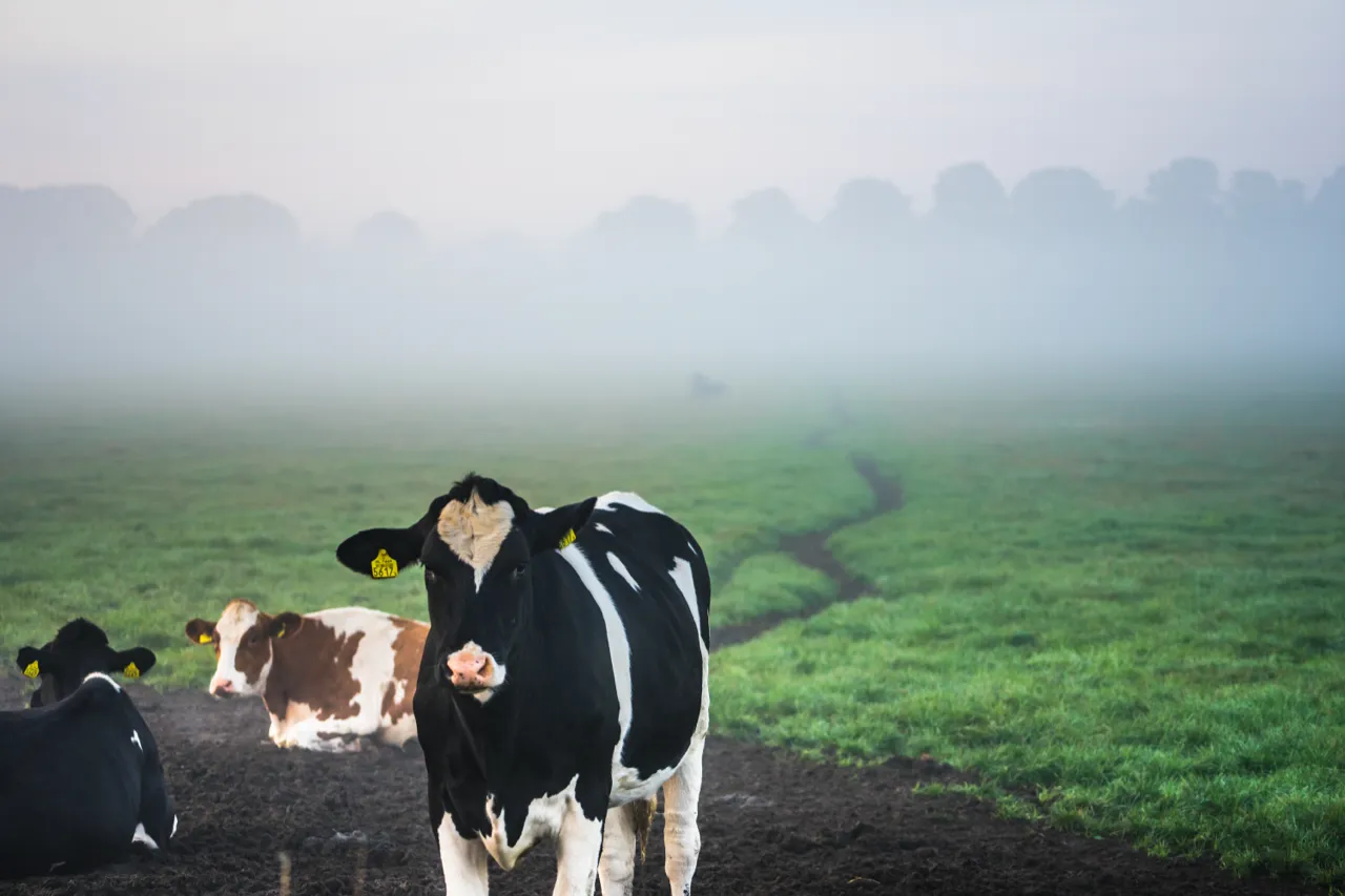 Koeien in de ochtendmist