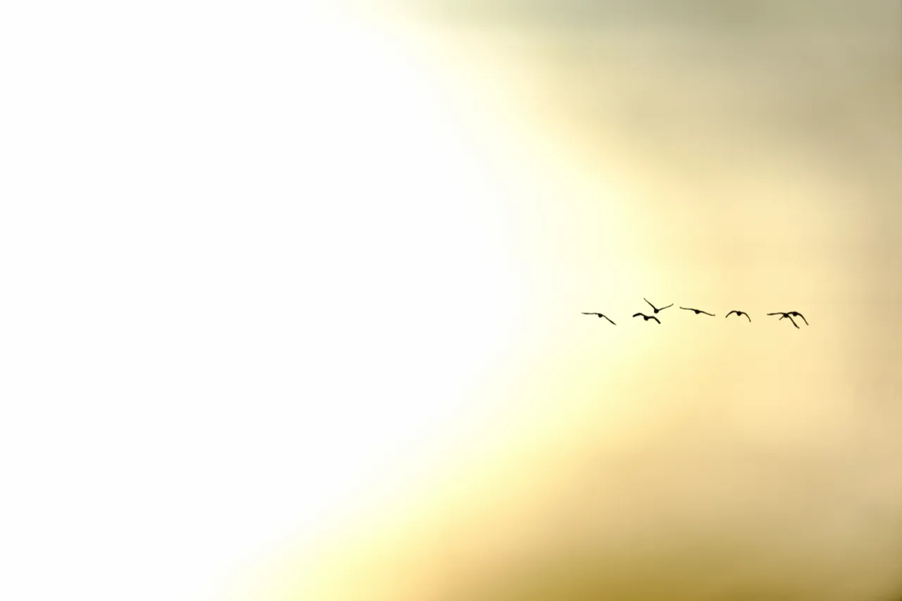 Ganzen in vlucht tegen de ochtendzon