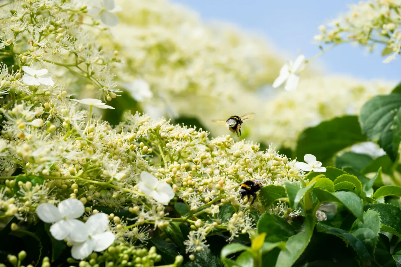 Hommels op een hortensia