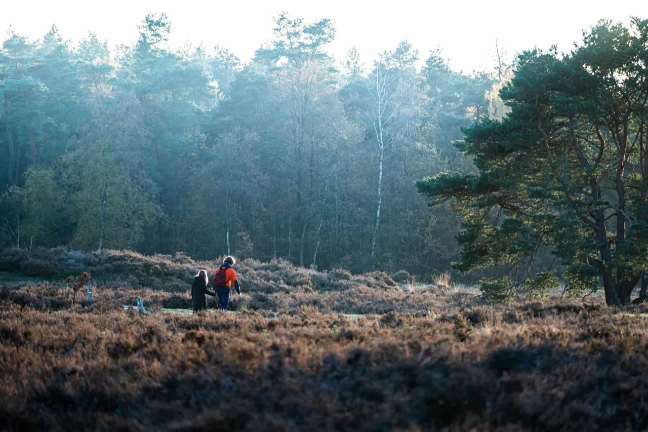 Wandelaars op de heide bij dageraad