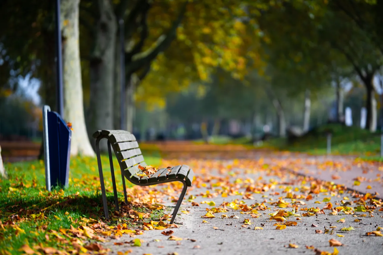 Parkbank tussen het herfstblad